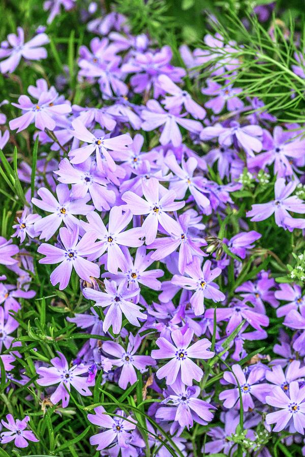 Nature Photograph - Phlox Subulata blue Eyes Flowers by Brian Gadsby