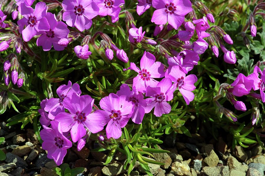 Phlox Subulata 'holly' Photograph by Neil Joy/science Photo Library ...