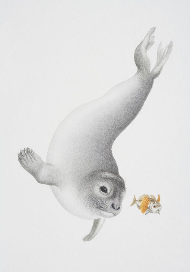 Phoca sibirica, Baikal Seal diving underwater to catch fish. Drawing by Kenneth Lilly Phoca sibirica, Baikal Seal diving underwater to catch fish. Drawing by Kenneth Lilly