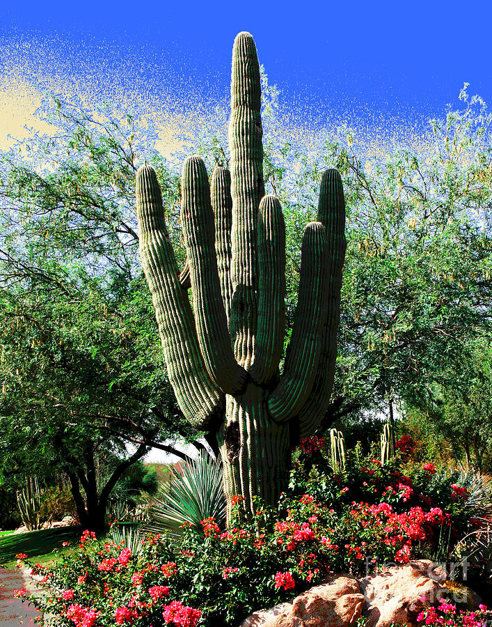 Phoenix Cactus Photograph by Larry Oskin
