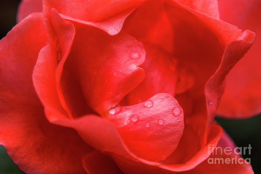 Phoenix Garden Red Red Rose Photograph by Deborah Smolinske