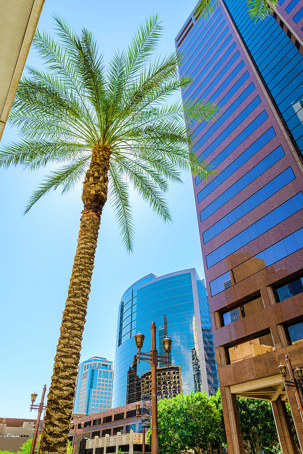 Phoenix Skyscraper And Palm Tree Photograph by Dszc