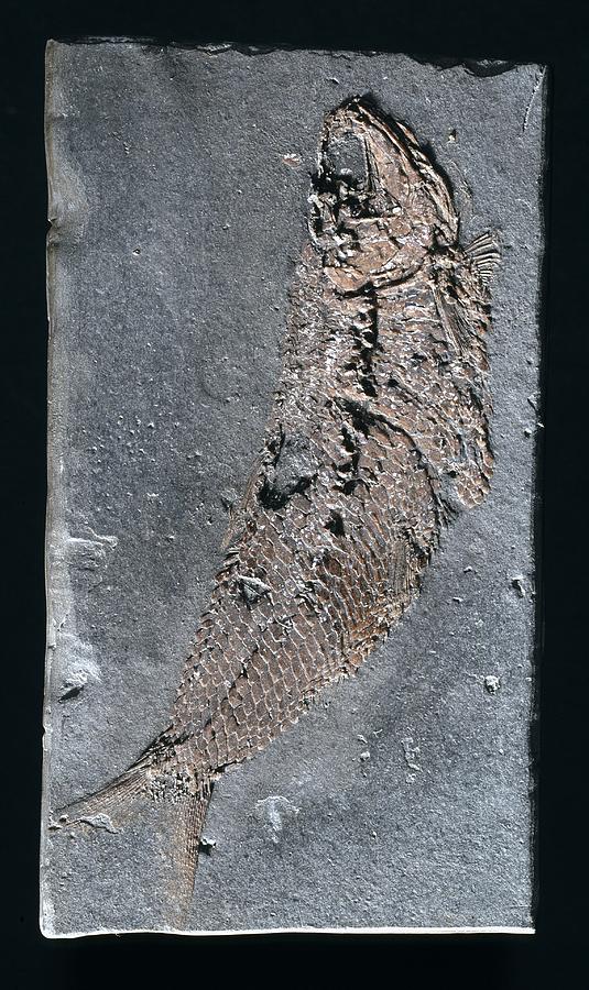 Prehistoric Photograph - Pholiodophorus bechei, fish fossil by Science Photo Library