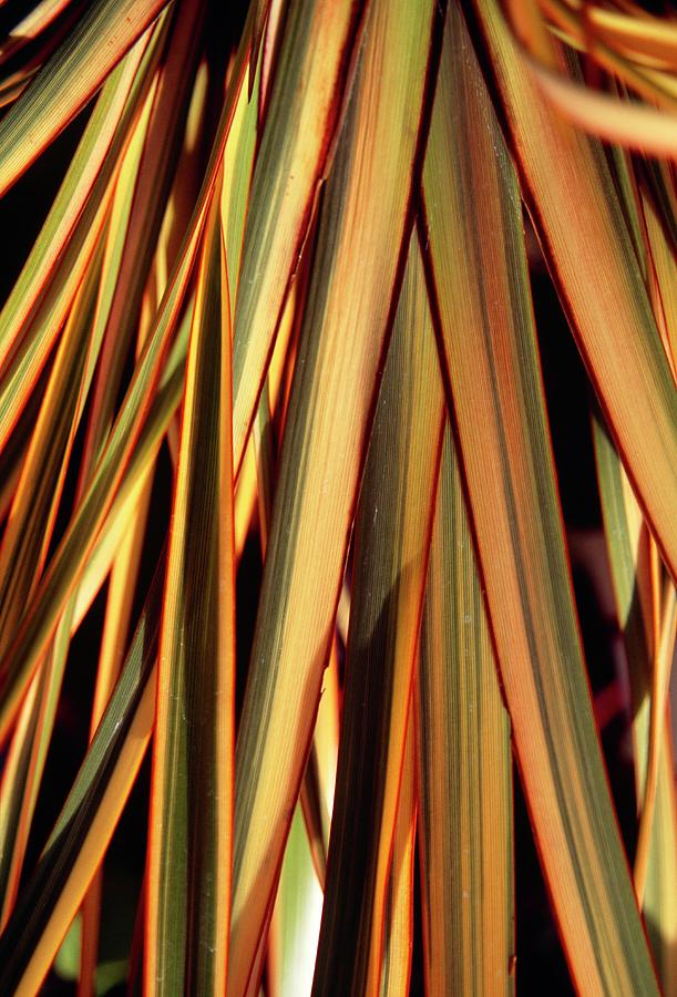 Phormium golden Ray Photograph by Science Photo Library Phormium golden Ray Photograph by Science Photo Library