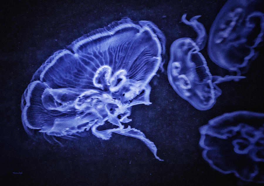 Phosphorescent Jellyfish Photograph by Theresa Tahara