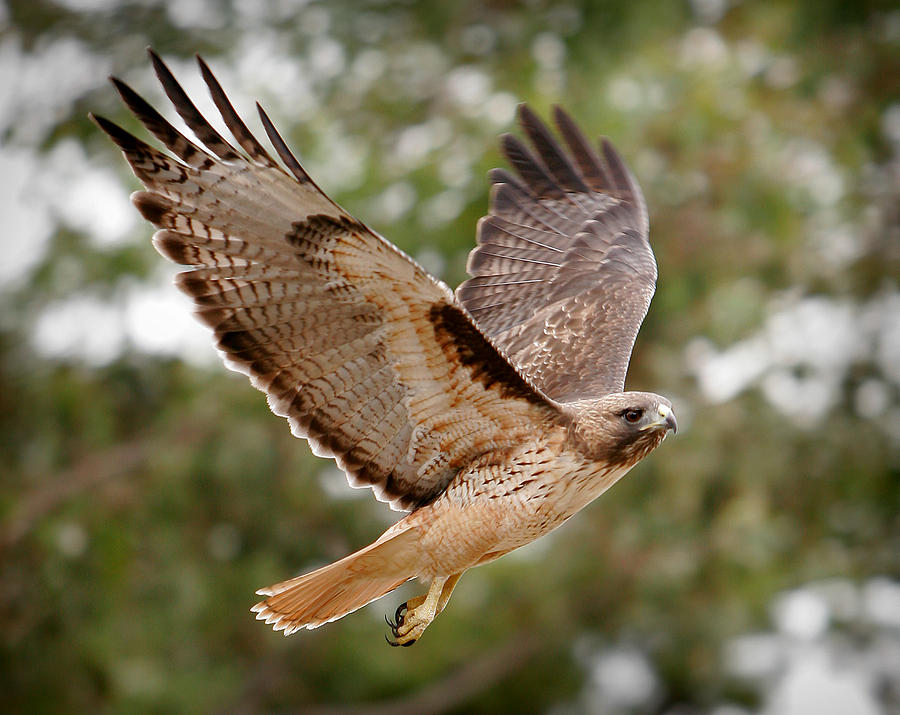 Phot of majestic hawk in flight Photograph by Robandrew