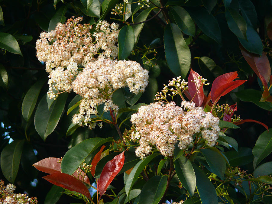 Photinia Photograph by Evelyn Tambour