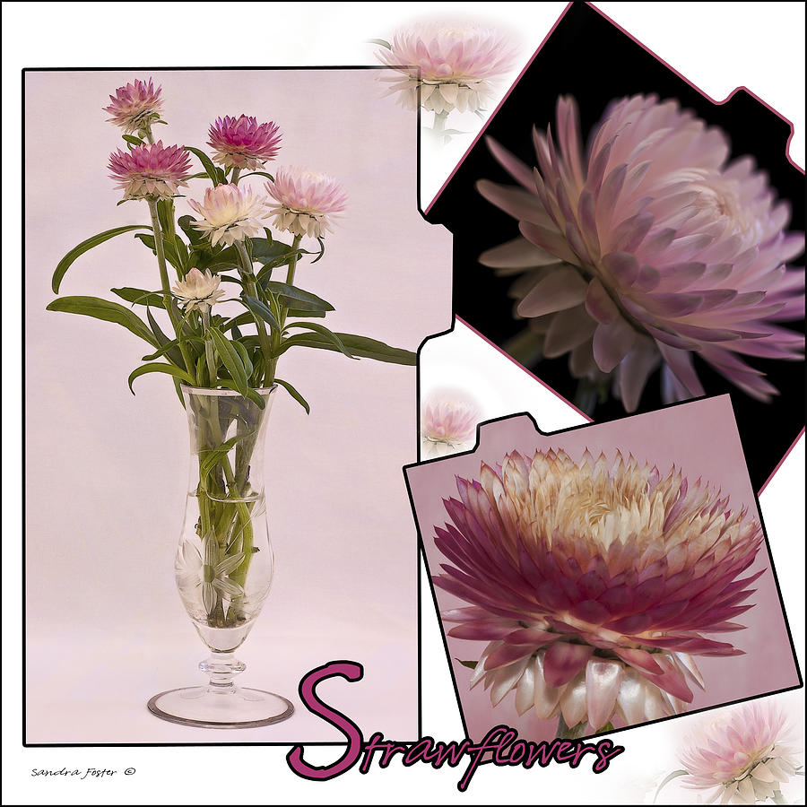 Photo Collage Of Strawflowers Photograph by Sandra Foster
