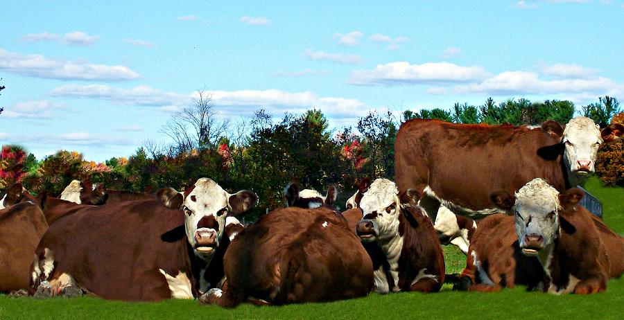 Cow Photograph - Photo Hogs by Barbara S Nickerson