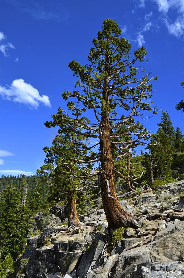 Trees Near Emerald Bay Lake Tahoe Photograph by Alex King