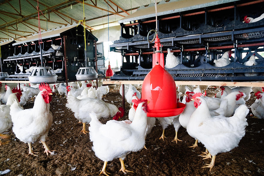 Photo of many chickens on a poultry farm Photograph by Sansubba