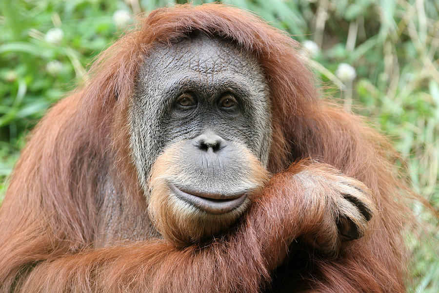 Photo portrait of a hairy orangutan, his head on his forearm Photograph by TheDman