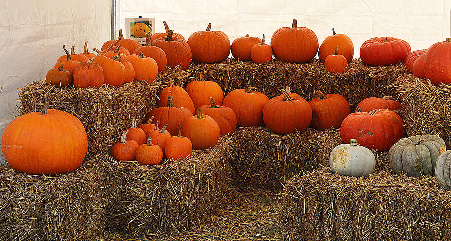Photo session with pumpkins Photograph by Felicia Tica