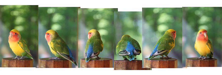Lovebird Photograph - Photo shoot by Andrea Lazar