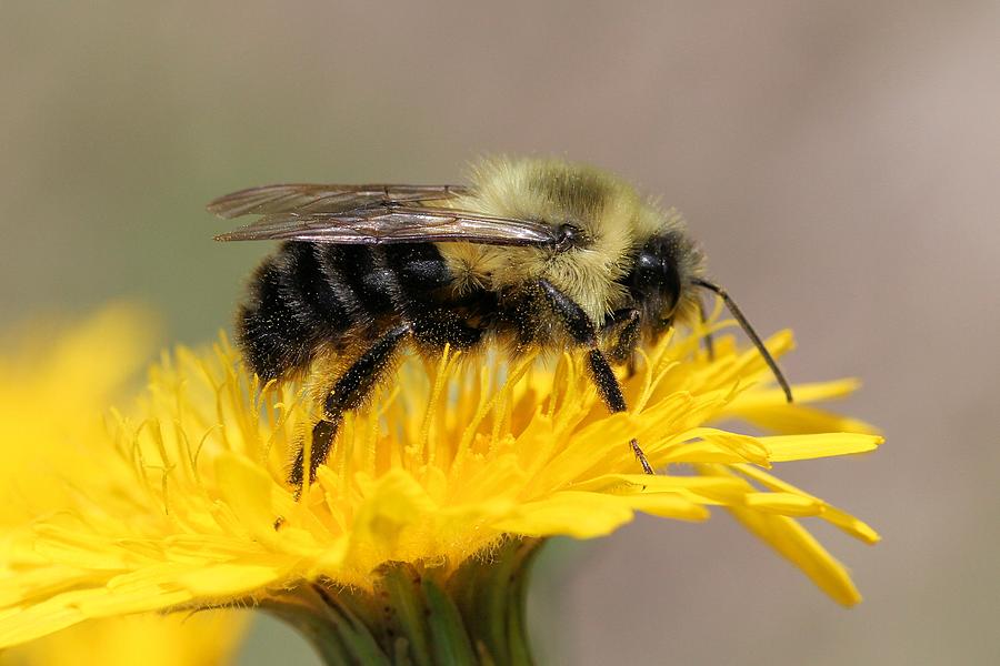 Photogenic Bee Photograph by Doris Potter
