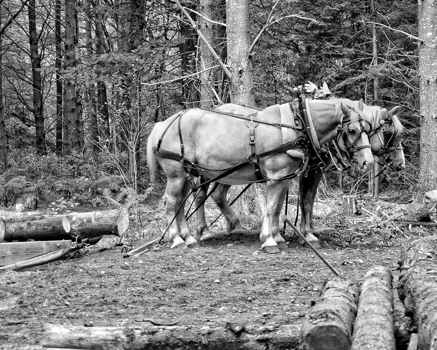 Photograph of Horses Pulling Logs In Maine Forest Photograph by Keith Webber Jr