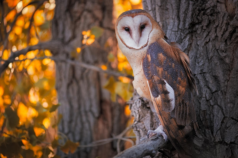 Fall Photograph - Photographing A Barn Owl On His Autumn Perch by Mike Berenson