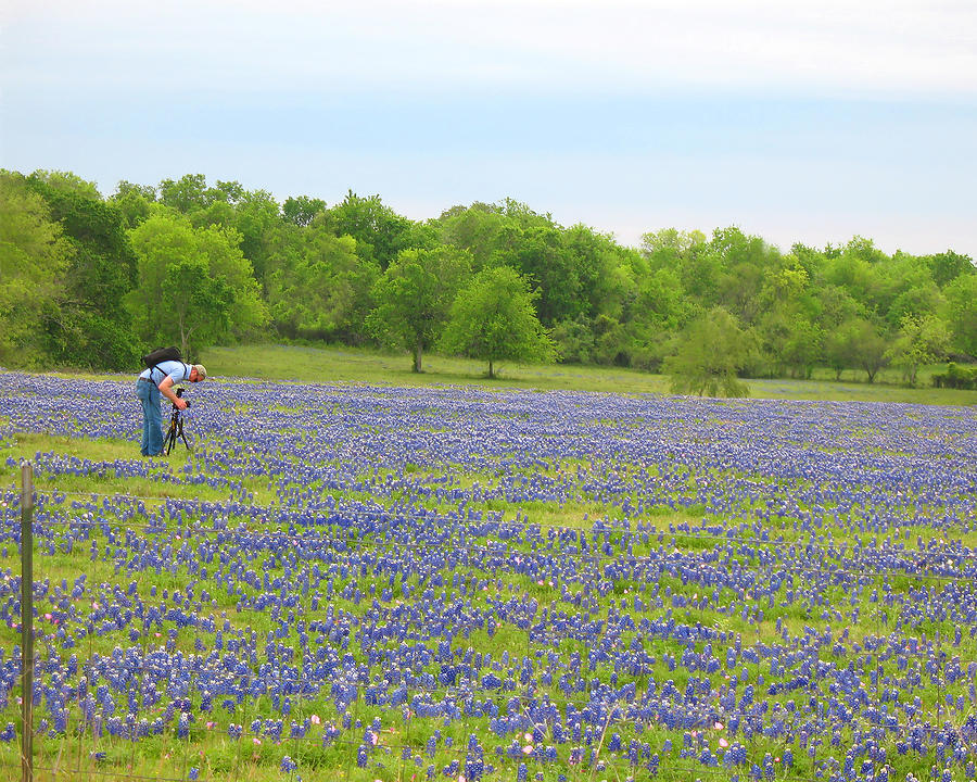 Photographing Texas Bluebonnets Photograph by Connie Fox