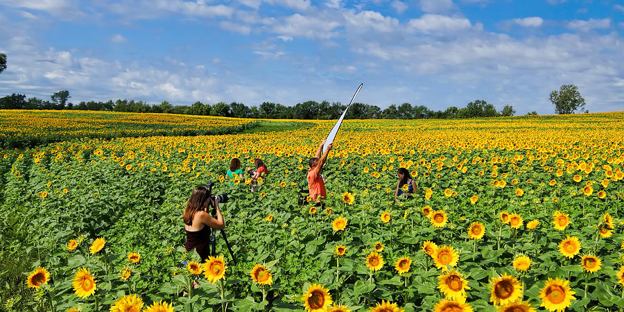 Photographing the Sunflowers Photograph by Alan Hutchins