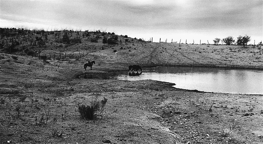 Photography homage Laura Gilpin cowboy watering horses fall cattle roundup near Sells Arizona 1969 Photograph by David Lee Guss