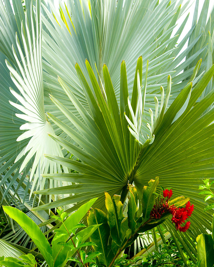 Bismark Palm #1 Photograph by Jim Snyder