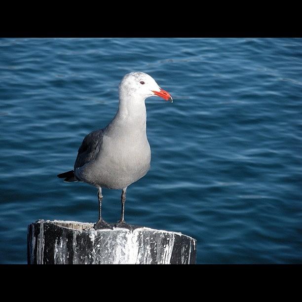 Seagull Photograph - #photography #nofilter #seagull #socal by Sydney Grossman