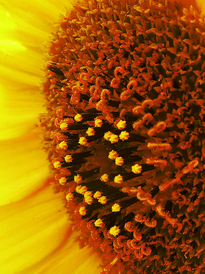 Sunflower Photograph - Photon Torpedoes Primed by Steve Taylor