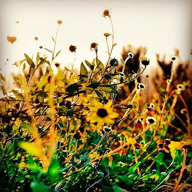Sunflower Photograph - #photooftheday , #canont2i , #50mm by Tony Martinez