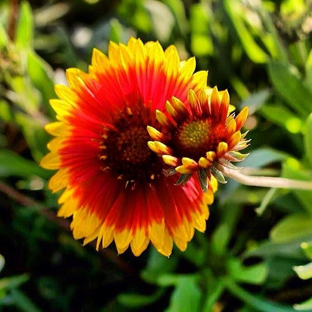 Sunflower Photograph - #photooftheday , #flowergram by Tony Martinez