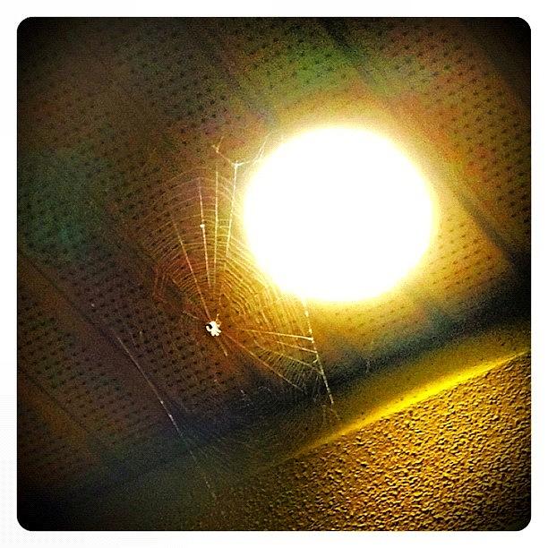 #phototoaster Spider Web Photograph by Lance Flint