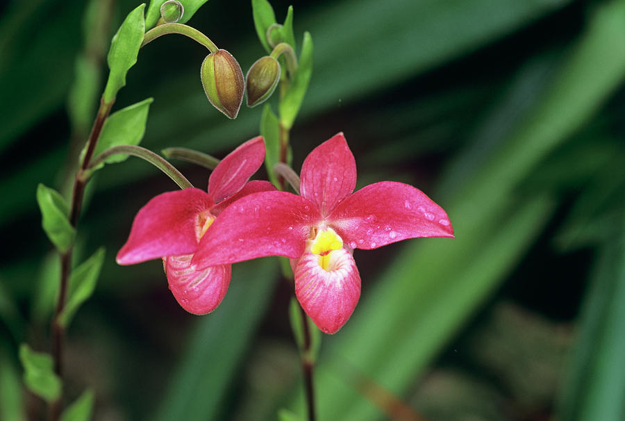 Phragmipedium hanne Popow Orchid Photograph by Anthony Cooper/science Photo Library