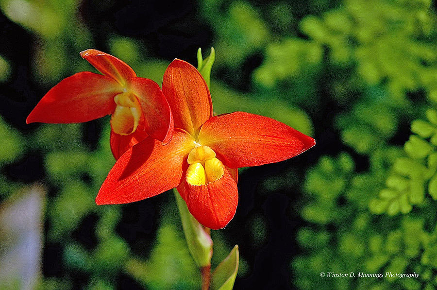 Phragmipedium Orchid Photograph by Winston D Munnings
