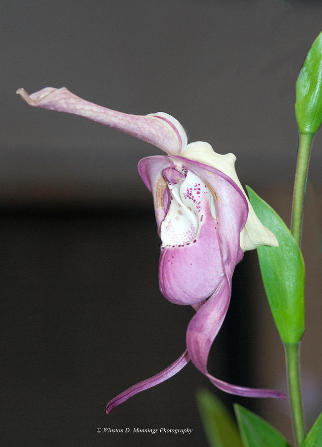 Phragmipedium - Phrag Frank Smith Orchid Photograph by Winston D Munnings