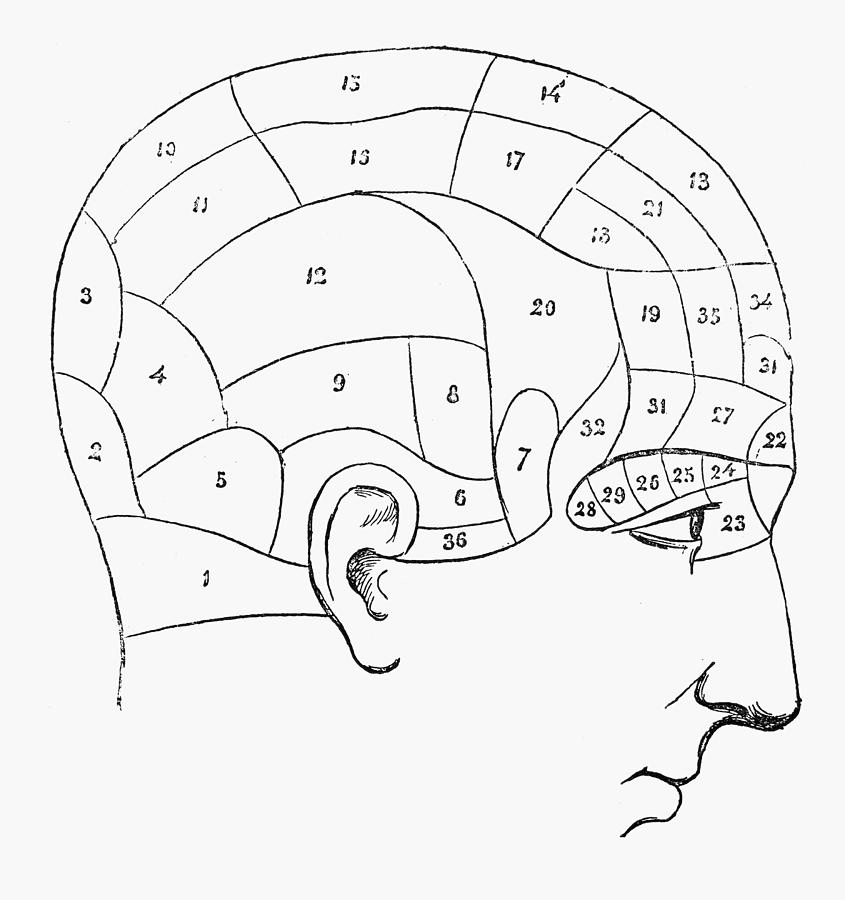 Френология карта черепа
