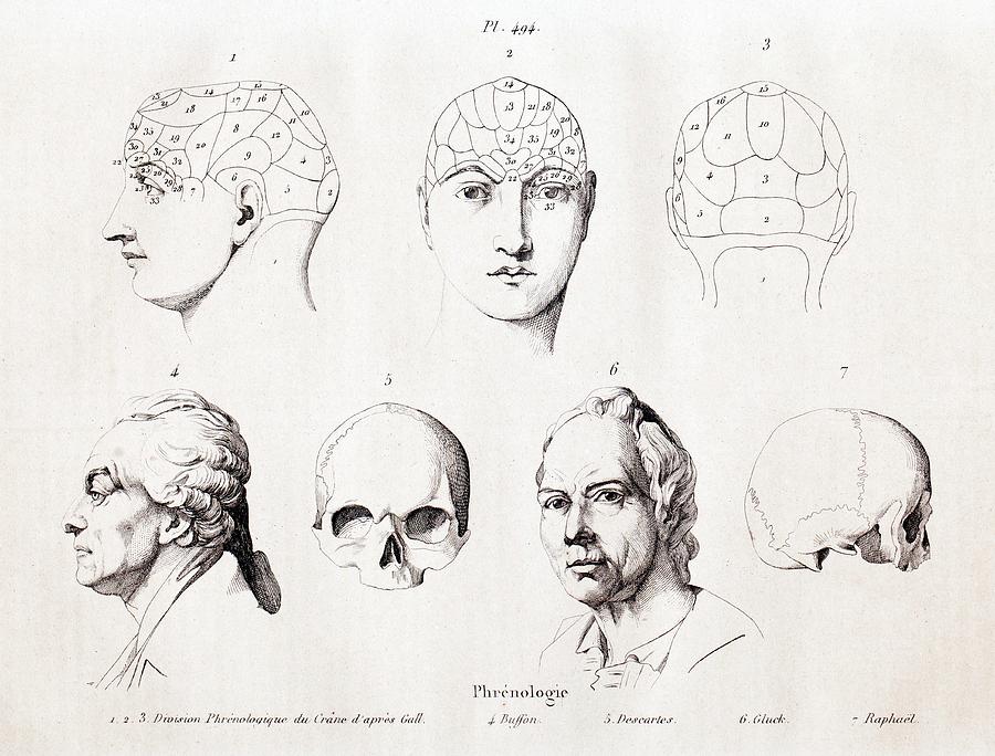 Raphael Photograph - Phrenology Of Famous Heads by Paul D Stewart