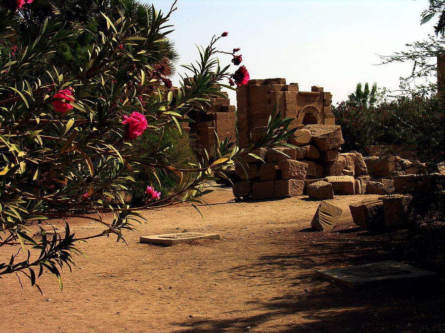 Phylae Egypt - Flowers and Antiquity Photograph by Jacqueline M Lewis