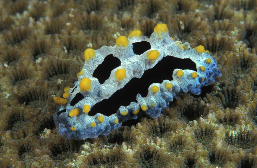 Phyllidia Nudibranch, Phyllidia Photograph by Jurgen Freund - Pixels