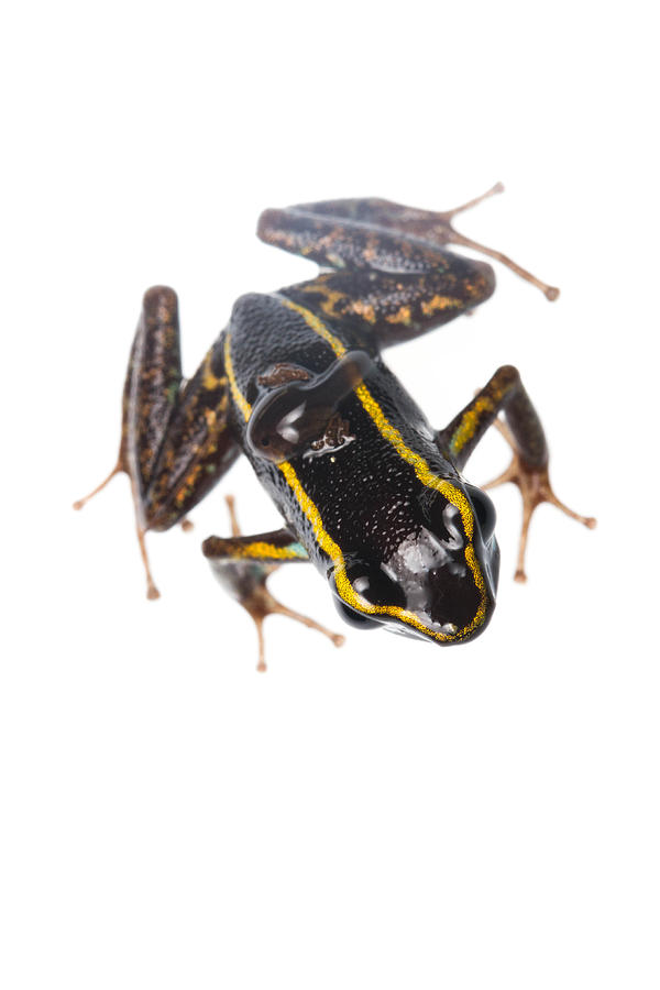Amphibians Photograph - Phyllobates lugubris with a tadpole by JP Lawrence