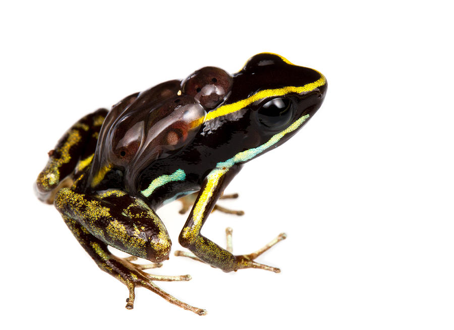 Amphibians Photograph - Phyllobates lugubris with tadpoles by JP Lawrence