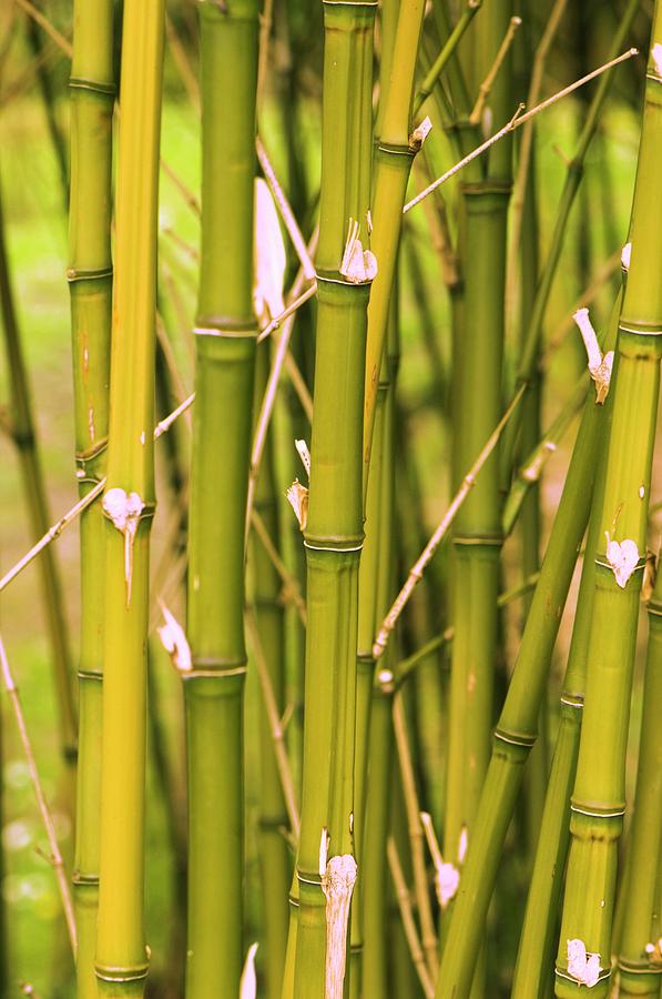 Phyllostachys aurea