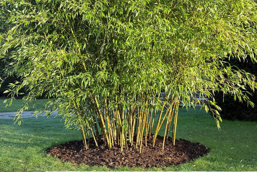 Phyllostachys Nigra 'boryana' Photograph by Science Photo Library