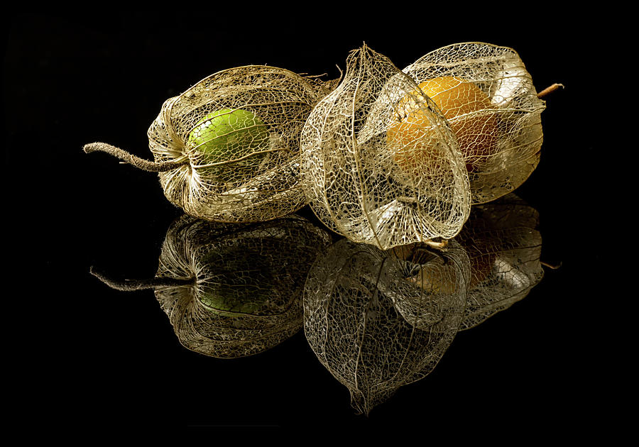 Fruit Photograph - Physalis Alkekengi L. by Gaberkosir