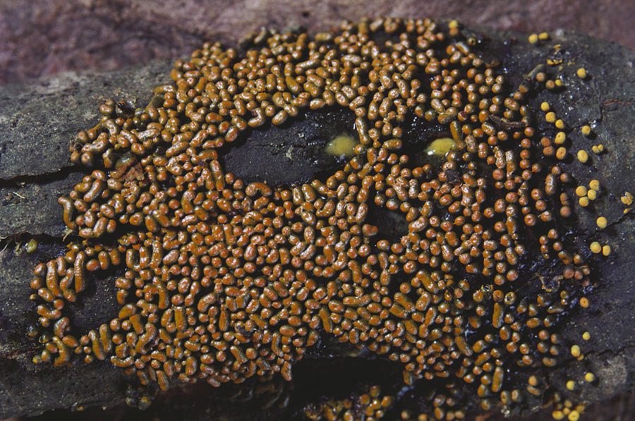 Physarum Contextum Slime Mold Photograph by Ray Simons