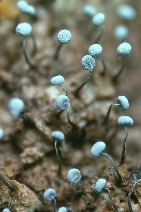 Physarum Nutans Photograph by Ray Simons