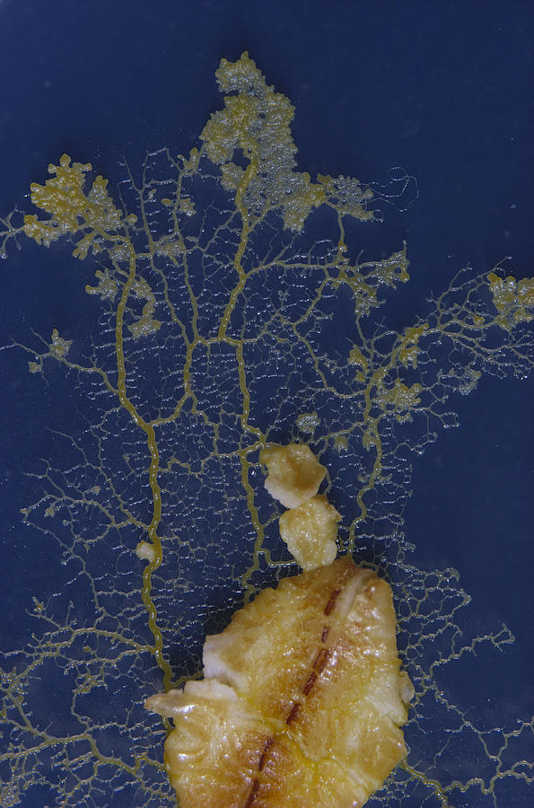 Physarum Polycephalum Slime Mold Photograph by Ray Simons
