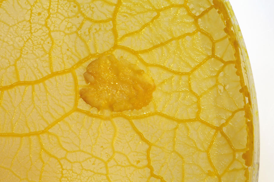 Physarum Slime Mold Plasmodium Photograph by Science Stock Photography