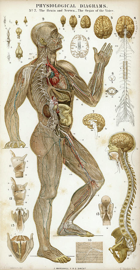 Physiological Diagram Of The Brain Drawing by Mary Evans Picture ...