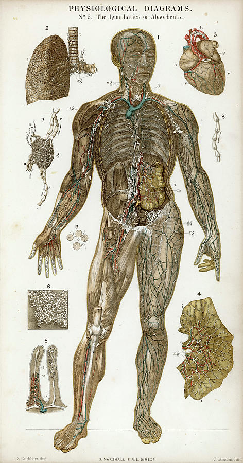 Physiological Diagram Of The Lymphatic Drawing by Mary Evans Picture ...