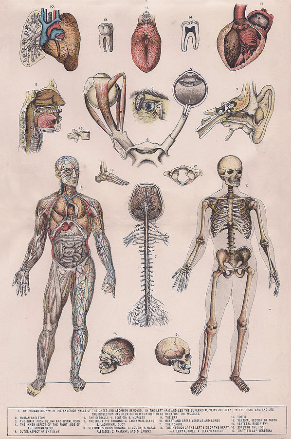 Physiology Drawing by Vincent Brooks Day