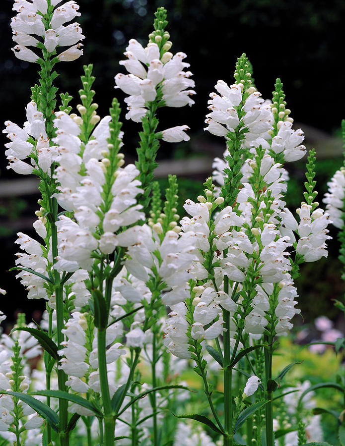 Physostegia Virginiana Summer Snow Photograph by The Picture Store/science Photo Library